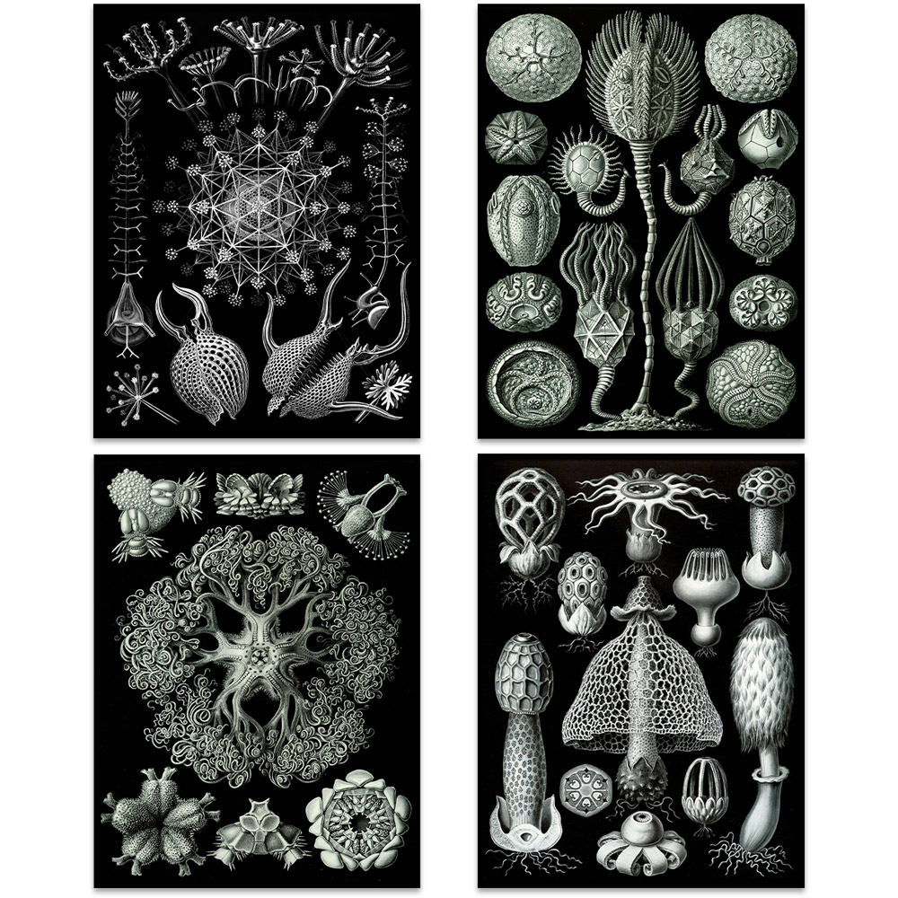 Artery8 Black and White Vintage Ernst Haeckel Botanical Wall Art Print 30 x 41cm 8 Pack Image 3