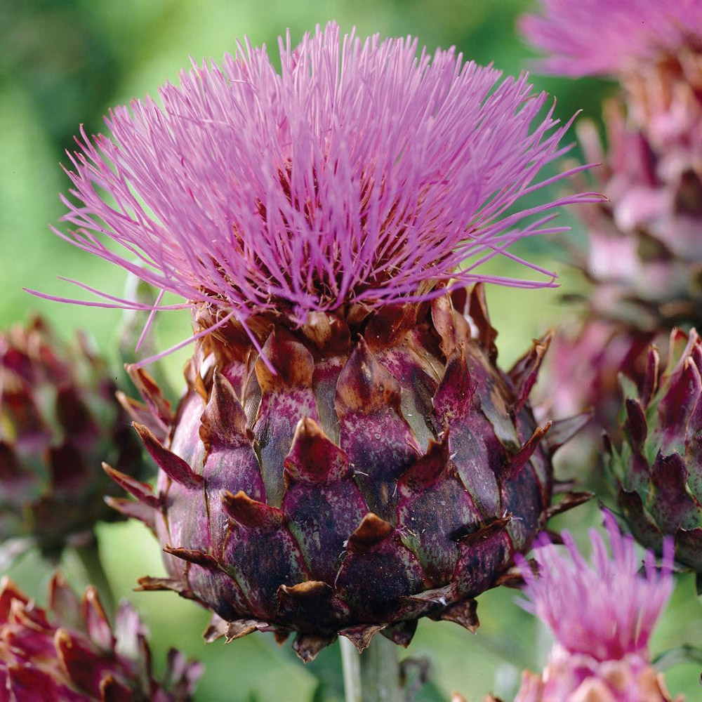 Thompson and Morgan Cynara Cardunculus Plant Pot 9cm Image