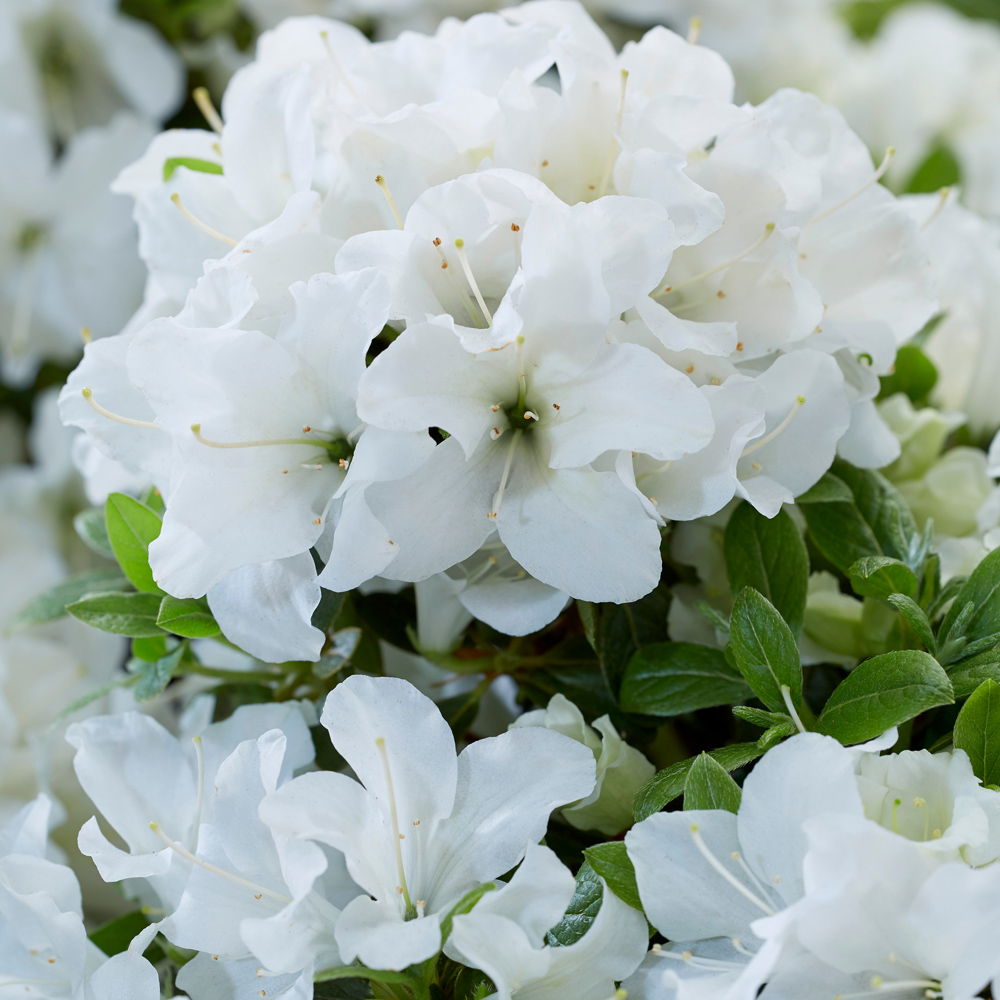 YouGarden Azalea Encore Collection Plant Pot 8cm 3 Pack Image 3