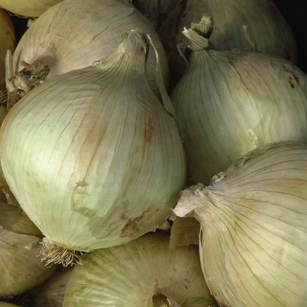 Thompson and Morgan Onion Globo Seeds Image