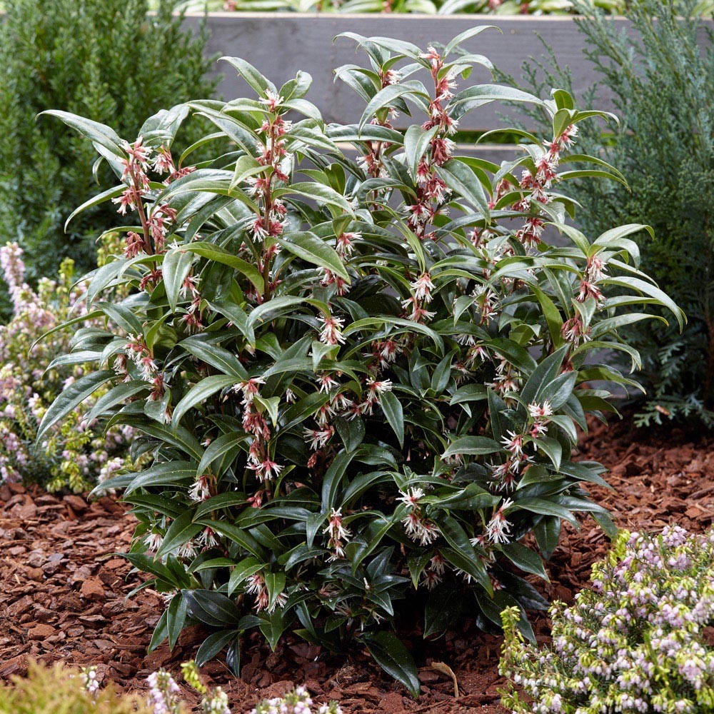 YouGarden Sarcococca Wintergem Plant Pot 4.6L Image 1