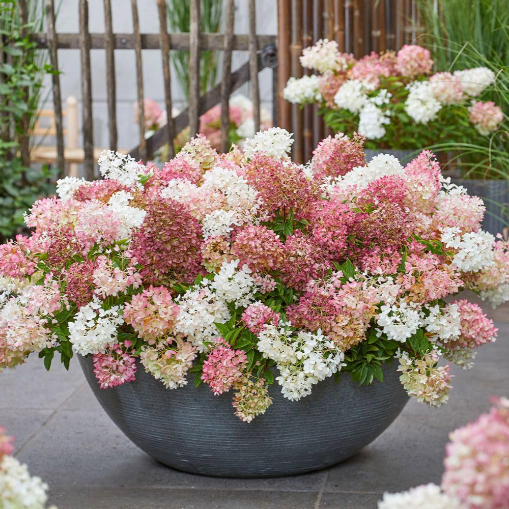 Thompson and Morgan Hydrangea Paniculata Groundbreaker Plant Pot 14cm Image 2