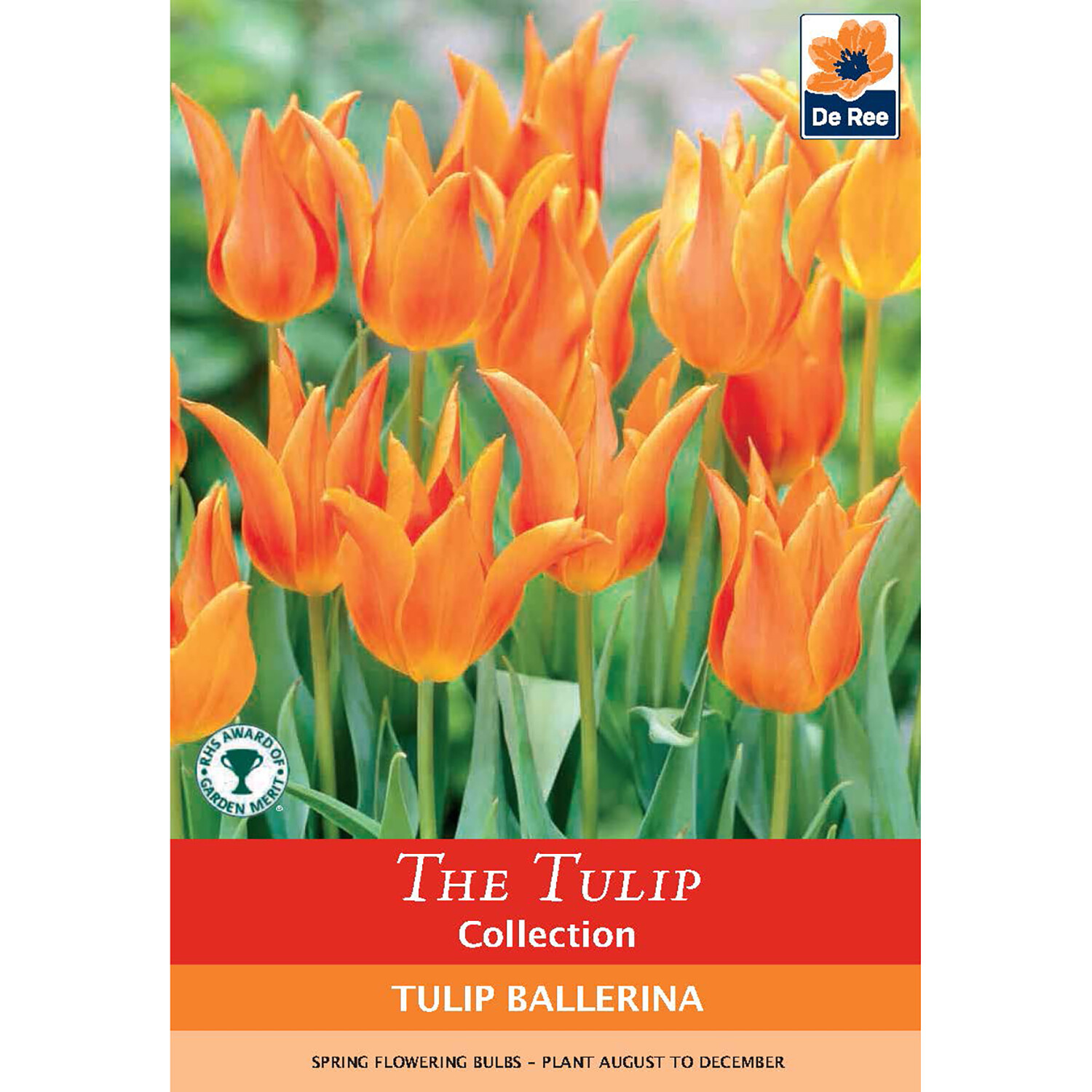 The Daffodil Collection Bulbs Image 15