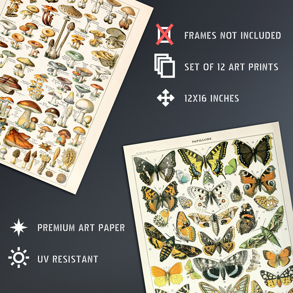Artery8 Vintage Millot Encyclopaedia Mushrooms Butterflies Beetles Wall Art Print 30 x 41cm 12 Pack Image 4