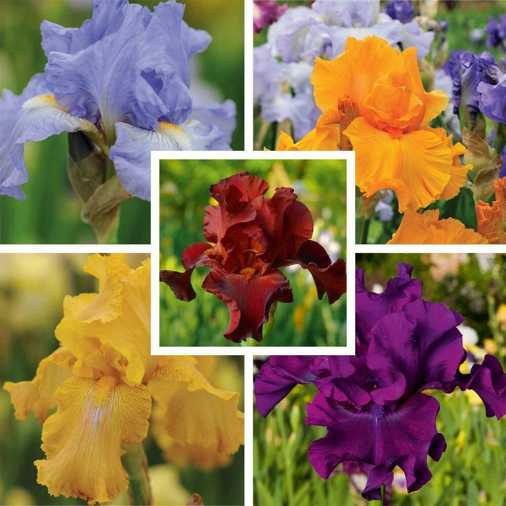 Thompson and Morgan Iris Re-Blooming Collection Rhizome 10 Pack Image 1
