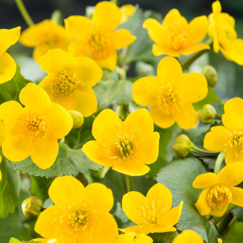 Thompson and Morgan Caltha Palustris Plant Pot 9cm Image 3