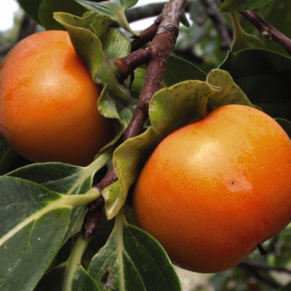 Thompson & Morgan Fruit Persimmon Diospyros Kaki Tipo Fuyu Plant Pot 7L Image