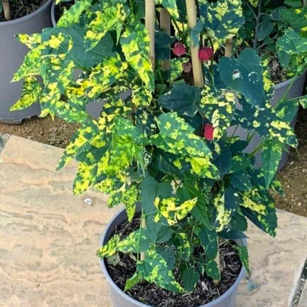 Thompson and Morgan Abutilon Megapotamicum Variegatum Plant Pot 3L Image 2