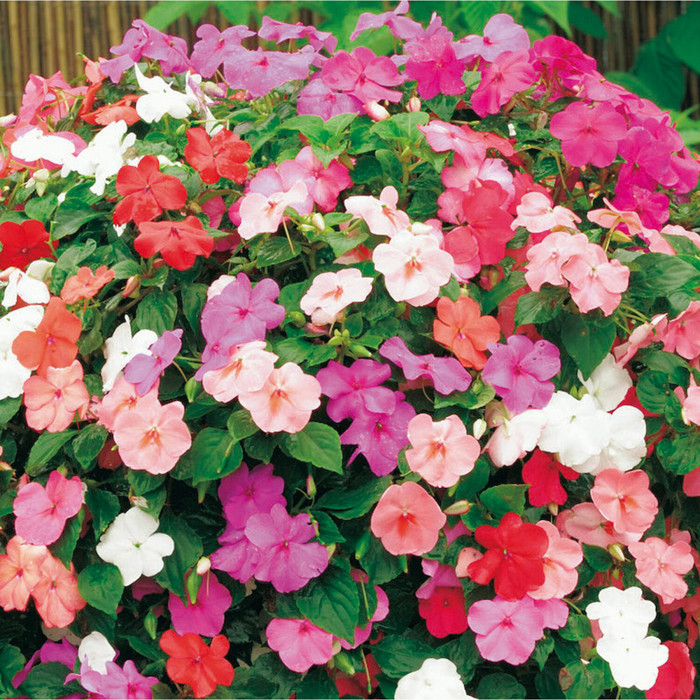 Pack of Busy Lizzie Safari Mixed Flower Seeds Image 2