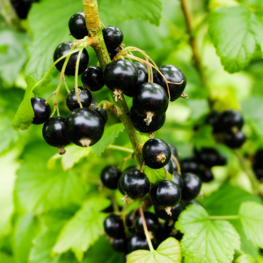 Thompson and Morgan Blackcurrant Ribes Ben Sarek Plant Pot 2L 2 Pack Image 1