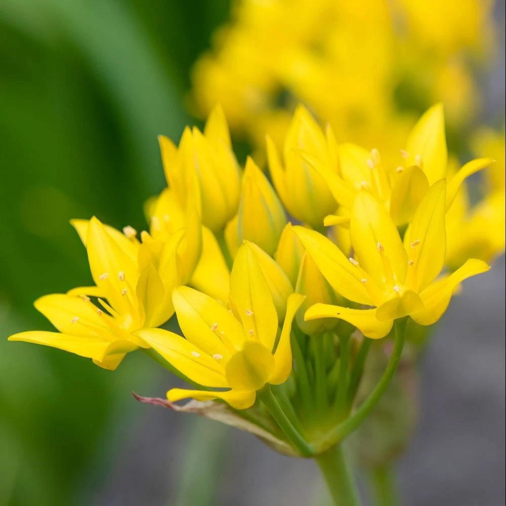 Thompson and Morgan Mixed Spring Planting Bulb 200 Pack Image 7