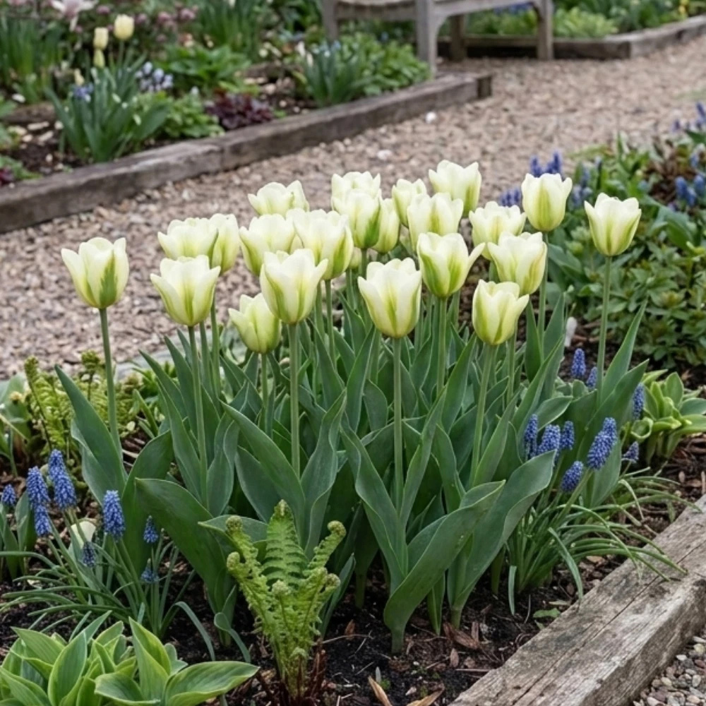 Thompson and Morgan Tulip Spring Green Planting Bulb 16 Pack Image 2