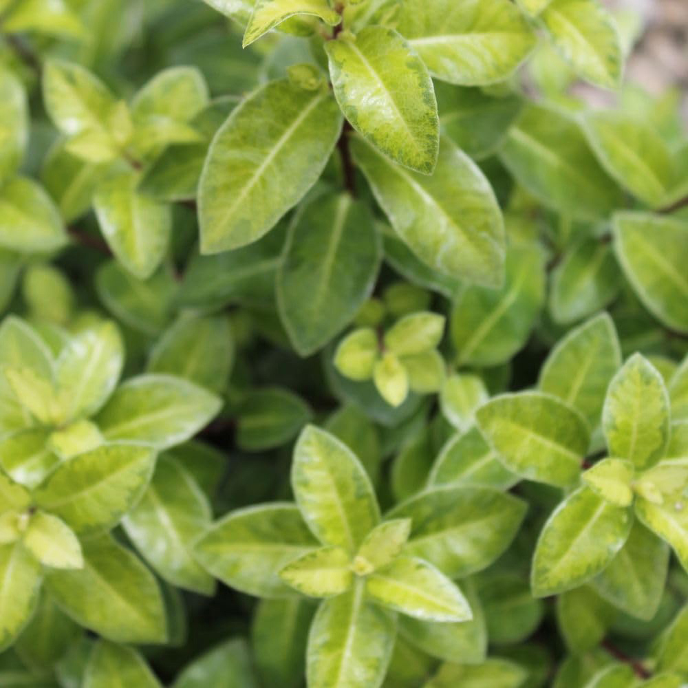 Thompson and Morgan Pittosporum Tenuifolium Golden Ball Plant Pot 9cm Image 3