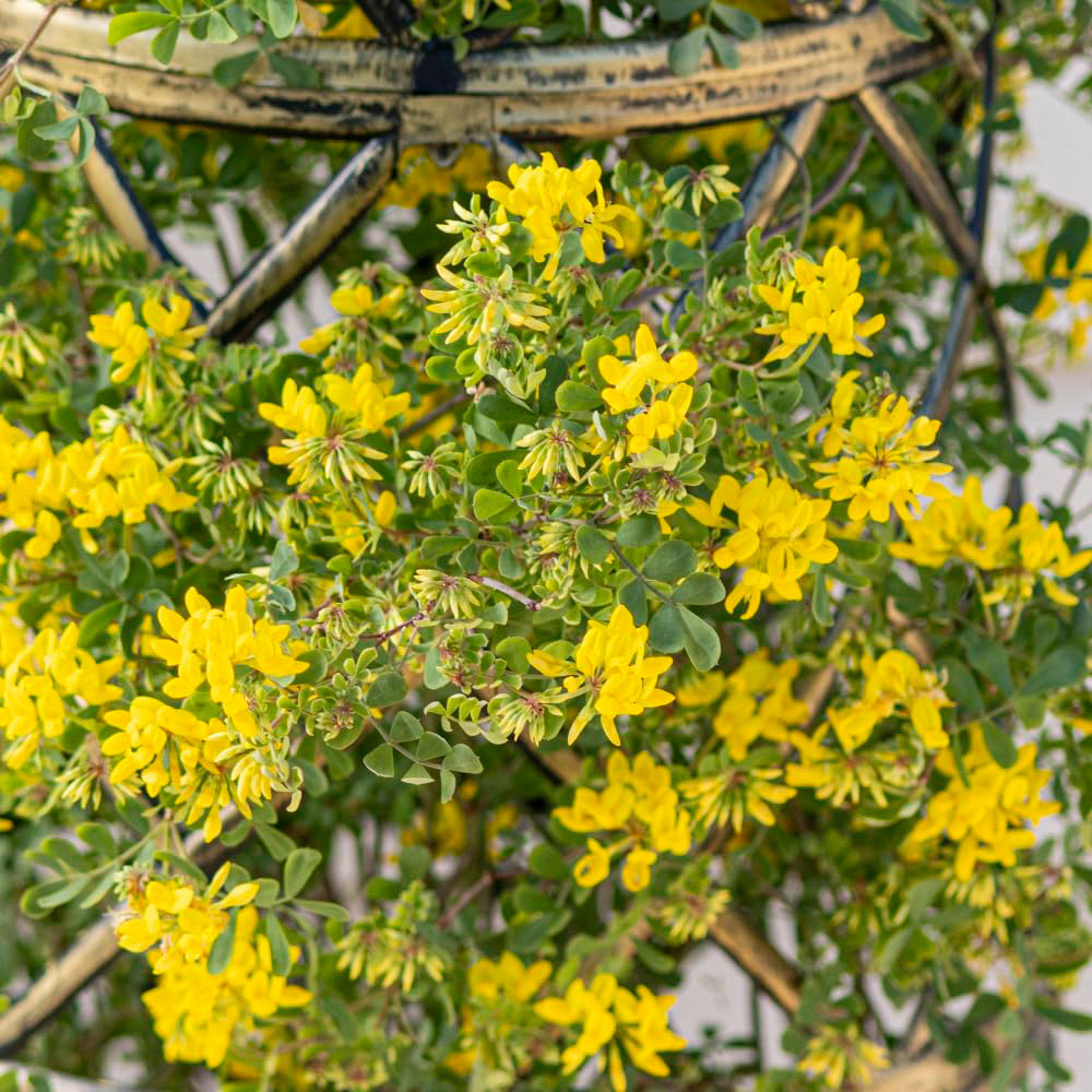 Thompson and Morgan Coronilla Citrina Tower Pot Collection 2 Pack Image 4