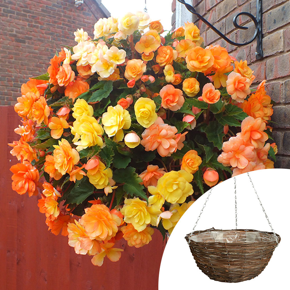 wilko Begonia Apricot Shades Rattan Hanging Baskets 2 Pack Image 3