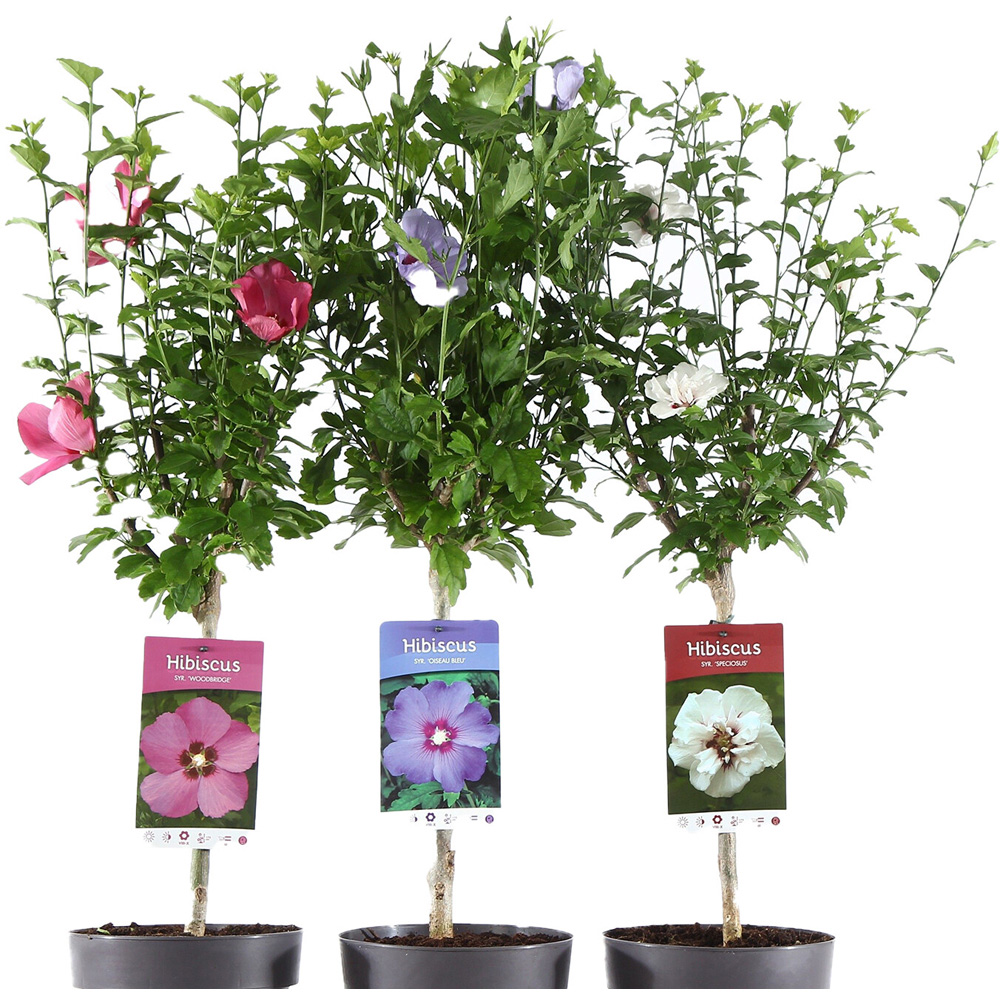 Hibiscus On Stem Plant Image 3