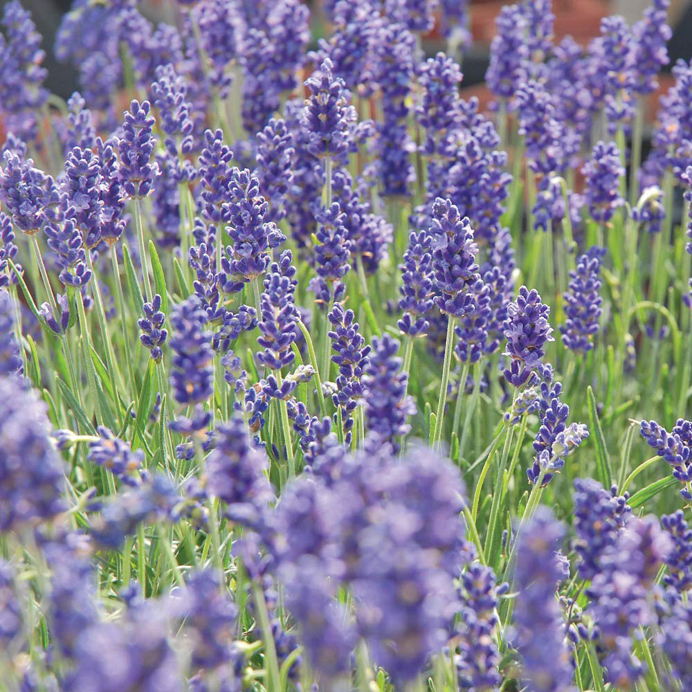 Thompson and Morgan Lavender Hidcote Plug Plant 12 Pack Image 4