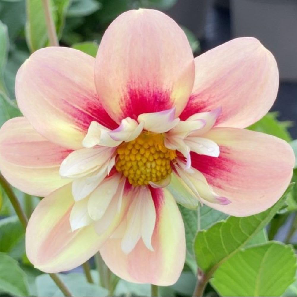 Thompson and Morgan Dahlia Rhubarb and Custard Plant Pot 3L Image 2