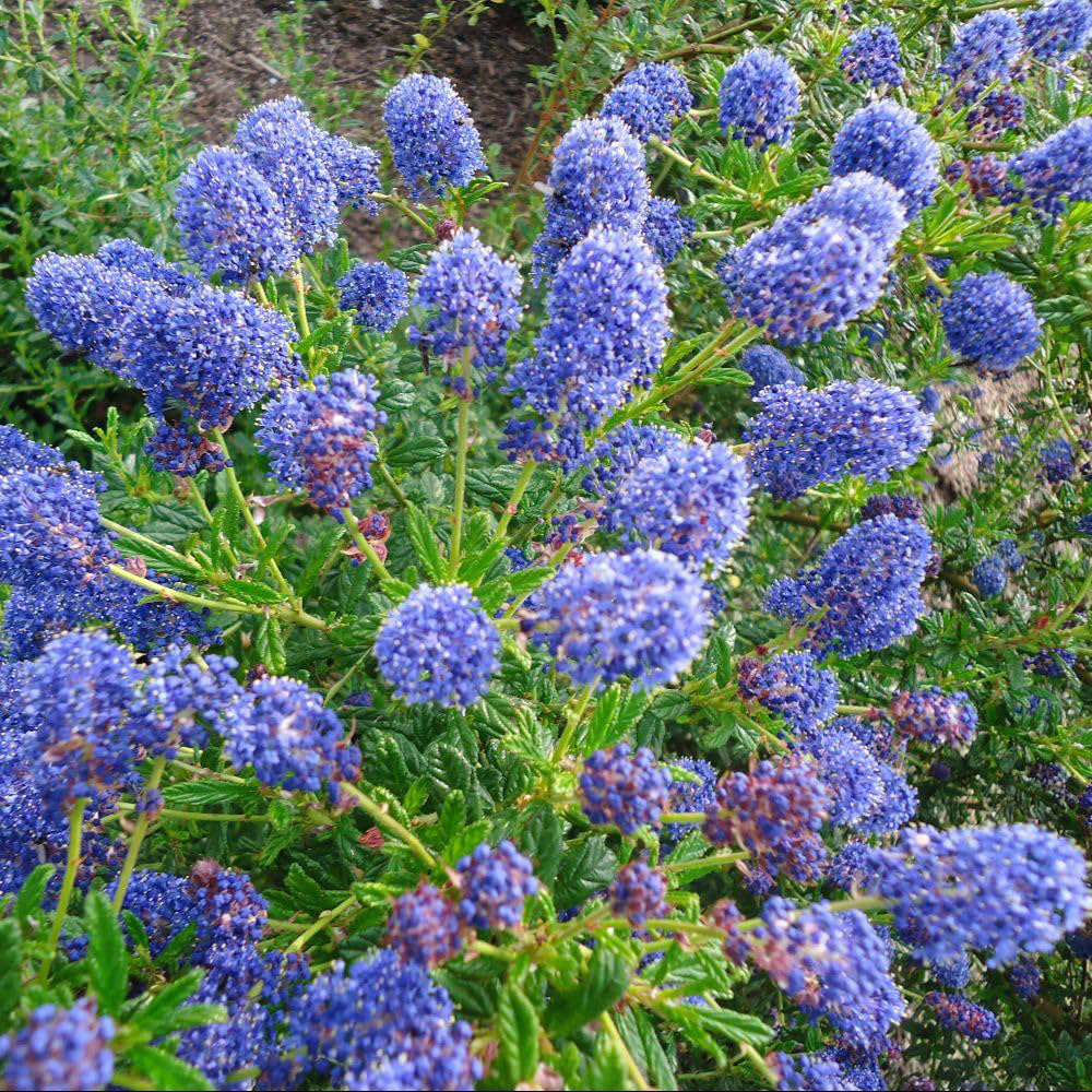 Thompson and Morgan Ceanothus Concha Plant Pot 10L 2 Pack Image 1