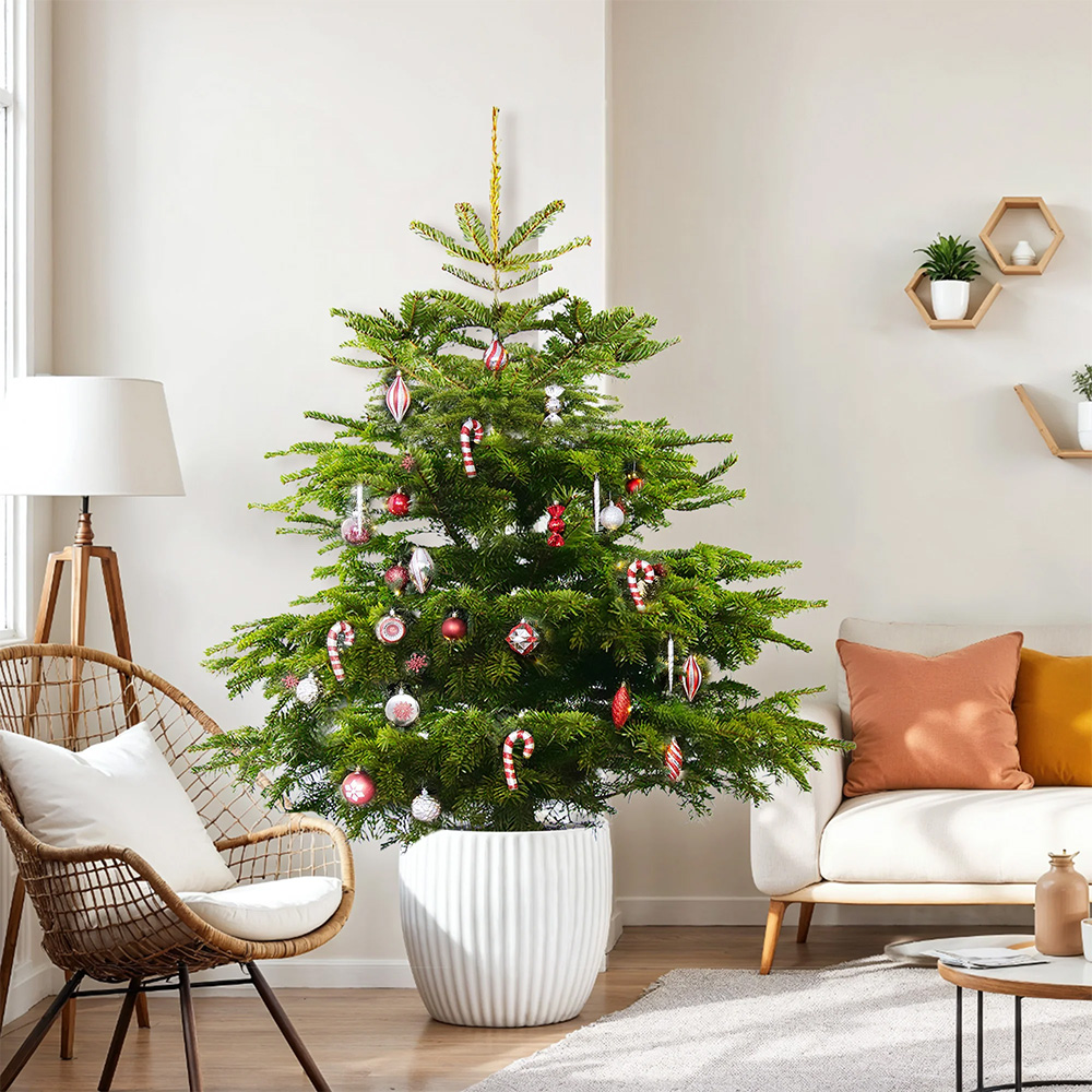 GardenersDream Nordmann Fir Cut Real Christmas Tree 2ft - Delivery 9th - 13th November Image 2
