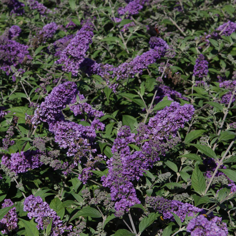 Thompson and Morgan Buddleja Blue Chip Plant Pot 3L Image 1