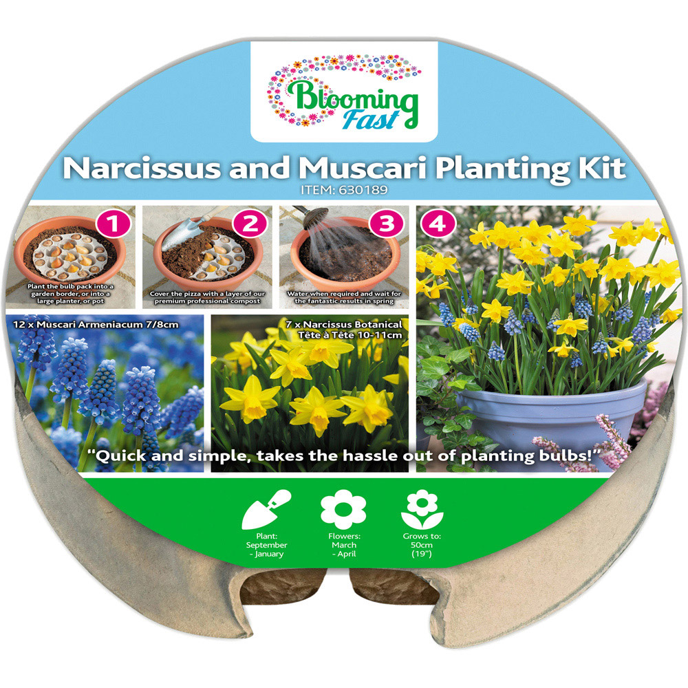 wilko Blooming Fast Narcissus and Muscari Pod Mixed Bulb 19 Pack Image 4