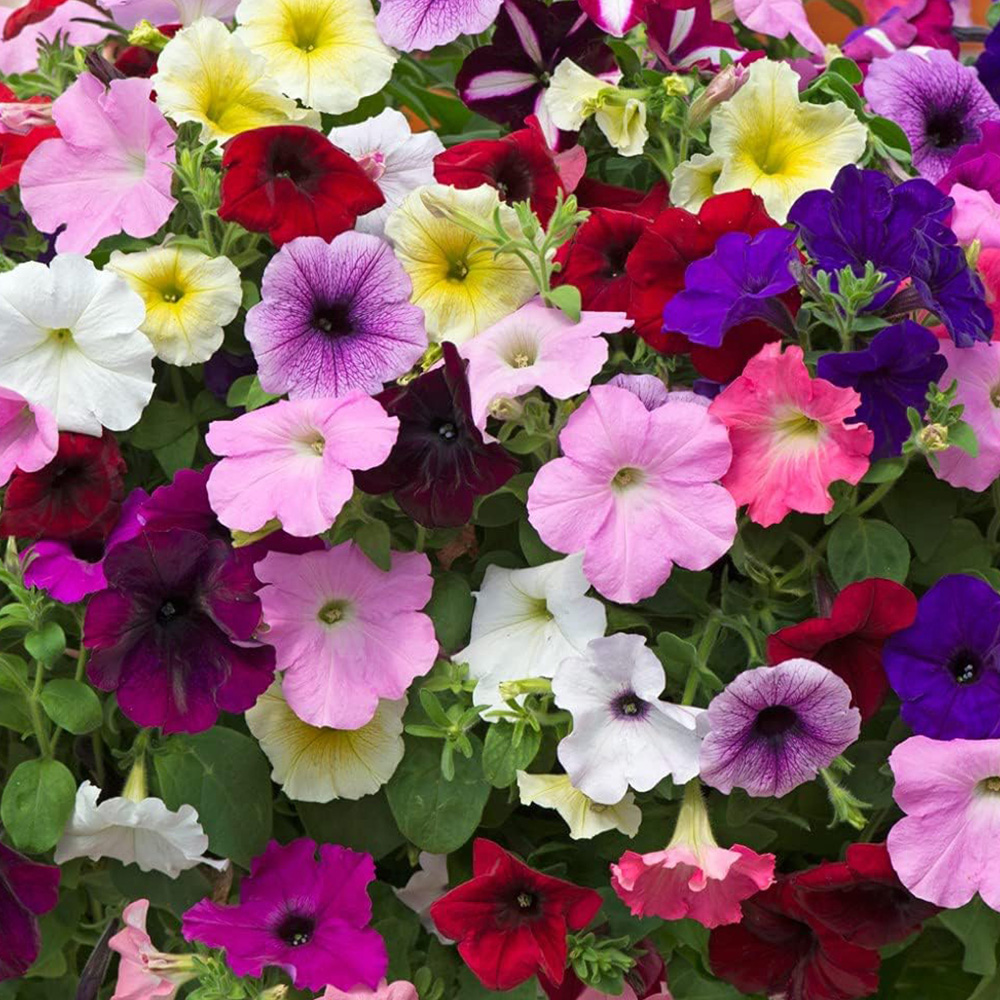 Thompson and Morgan Nurserymans Choice Petunia Postiplugs 100 Pack Image 4