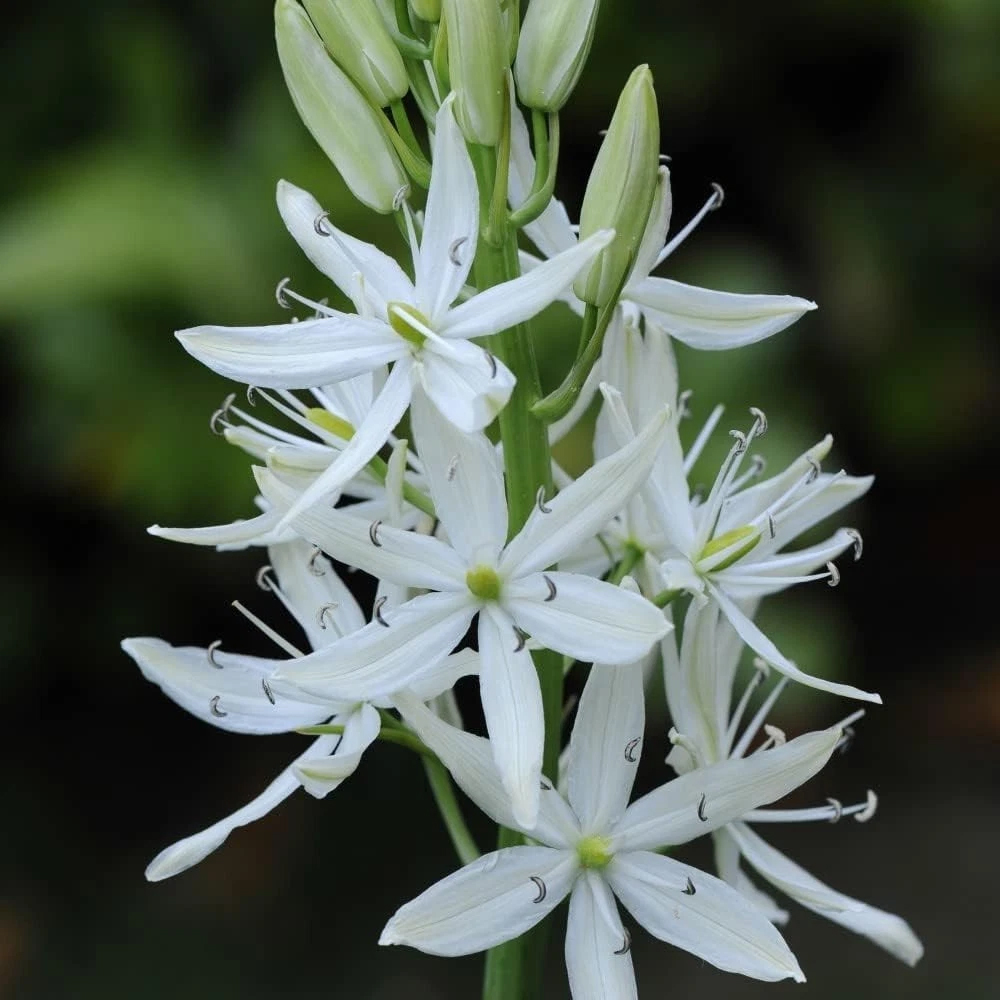 Thompson and Morgan Camassia Leichtlinii Alba Planting Bulb 6 Pack Image 1
