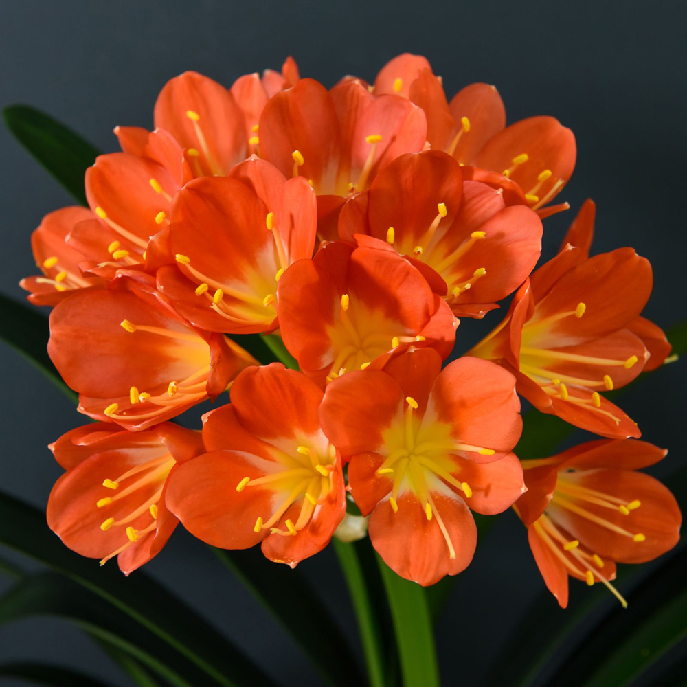 Thompson and Morgan Christmas Gift Clivia Miniata Plant Pot 13cm Image 2
