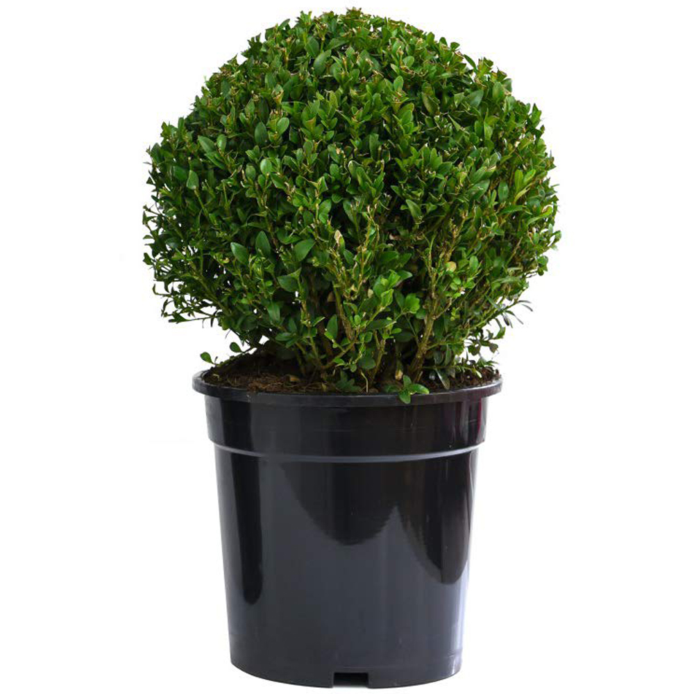 Thompson and Morgan Buxus Sempervivum Ball Plant Pot 23cm 2 Pack with 2 Biscotti Plant Pots Image 2
