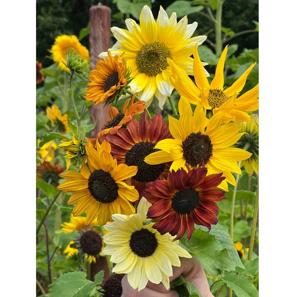 Thompson and Morgan Sunflower Beaches Mix Bulk Seed Packet Image 2