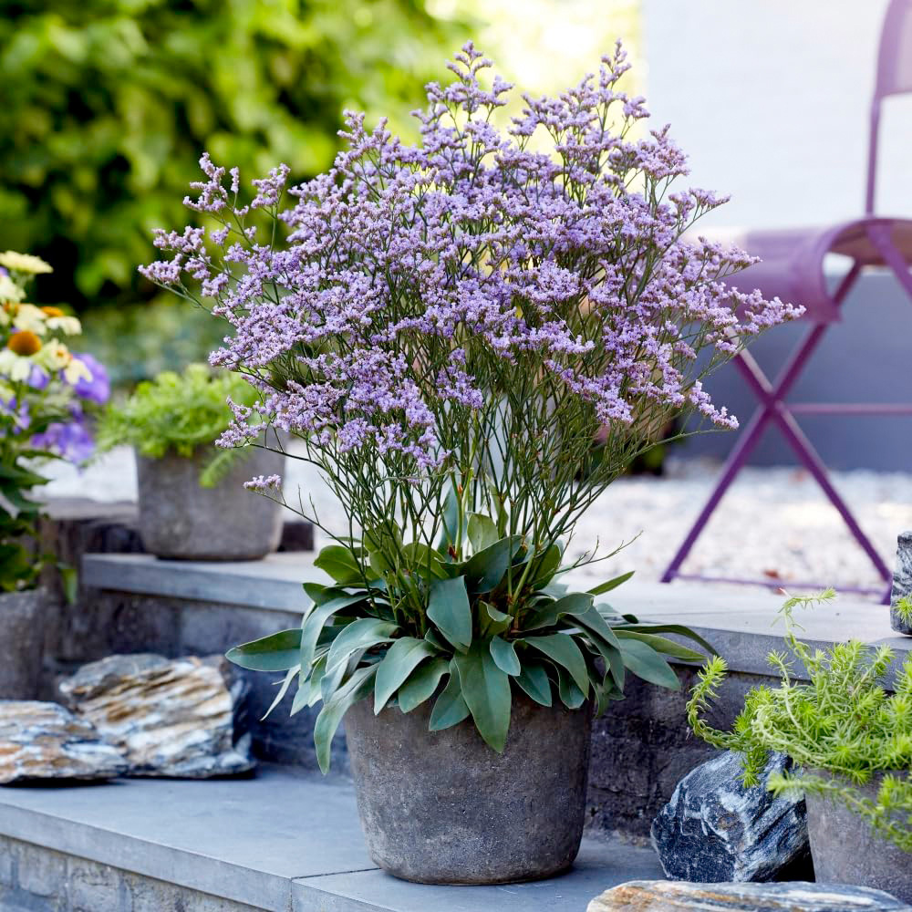 Thompson and Morgan Limonium Gmelinii Dazzle Rocks Plant Pot 2L Image 4