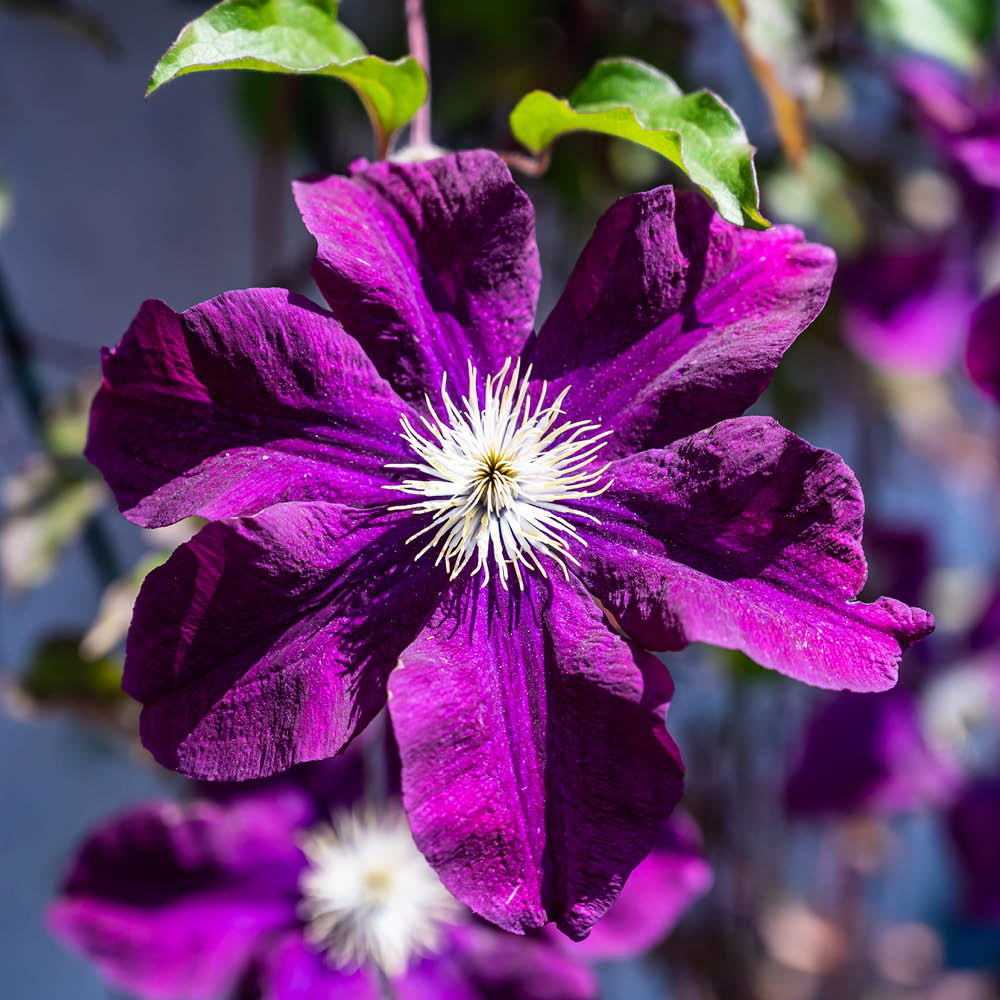 YouGarden Clematis Warszawska Nike Plant Pot 9cm 3 Pack Image 3