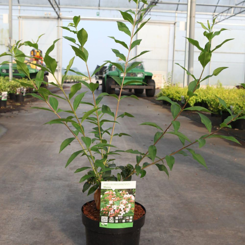 Thompson and Morgan Abelia Mosanensis Monia Plant Pot 3L Image 2