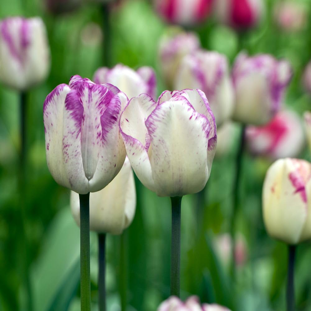 Thompson and Morgan Tulip Shirley Planting Bulb 16 Pack Image 3