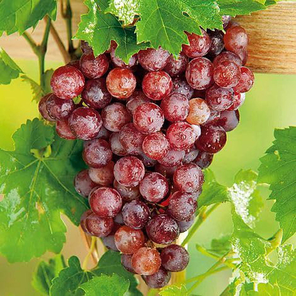 Thompson and Morgan Grape Vitis Flame Plant Pot 3L 2 Pack Image