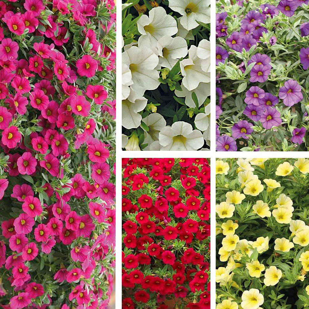 Thompson and Morgan Calibrachoa Million Bells Postiplugs 20 Pack Image 1