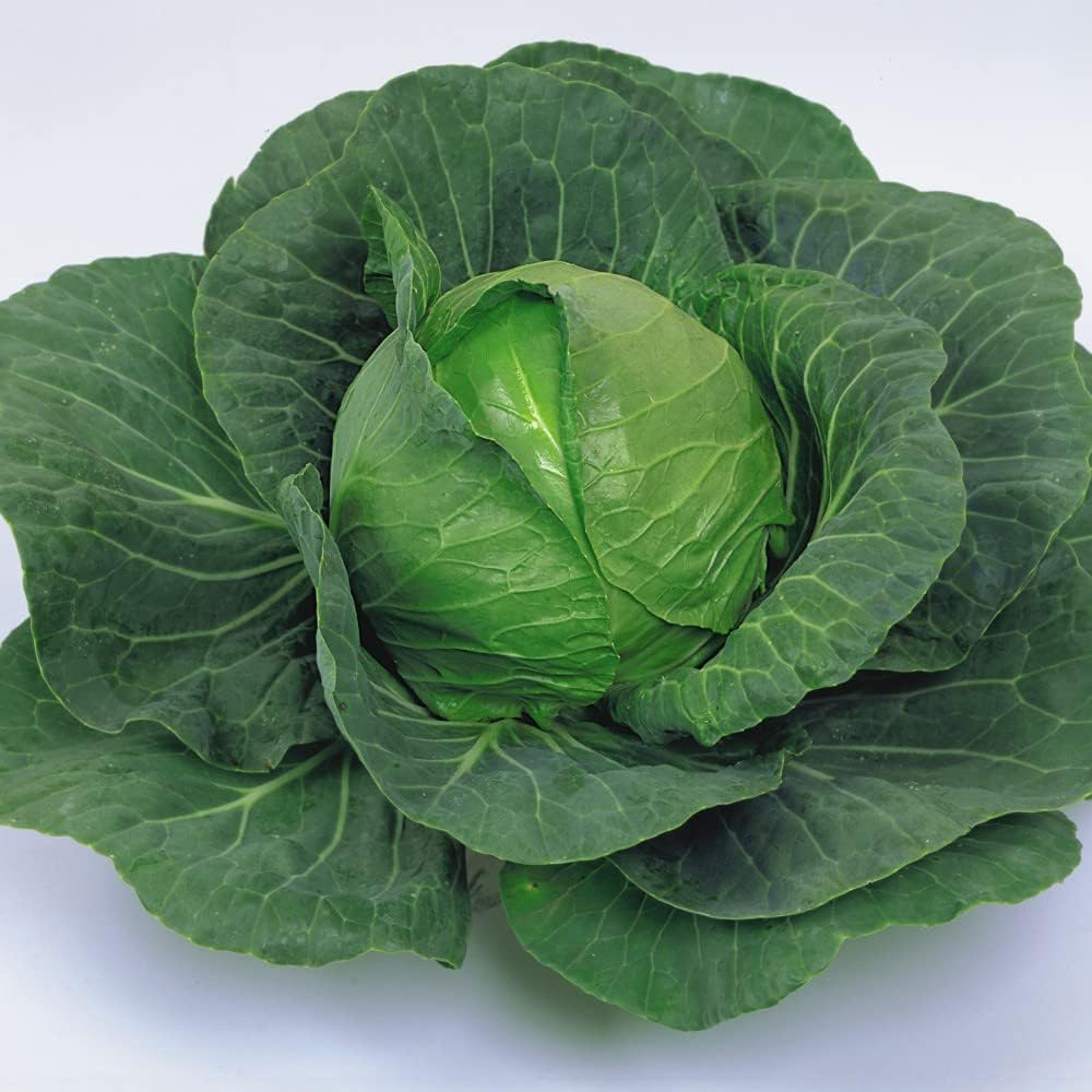 Thompson & Morgan Cabbage Elisa F1 Hybrid 30 Seeds Packet Image