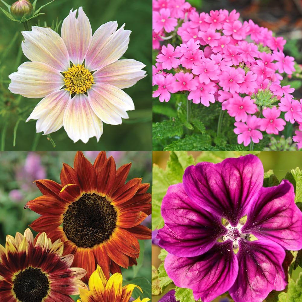 Thompson and Morgan Nurserymans Choice Flower Seed 50 Packets Image 1