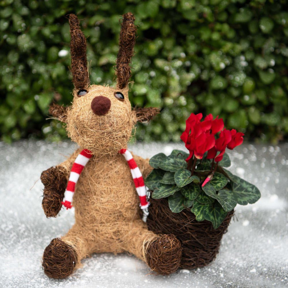 Thompson and Morgan Christmas Gift Cyclamen Red Plant in Cocoa Moose Planter 9cm 2 Pack Image 3