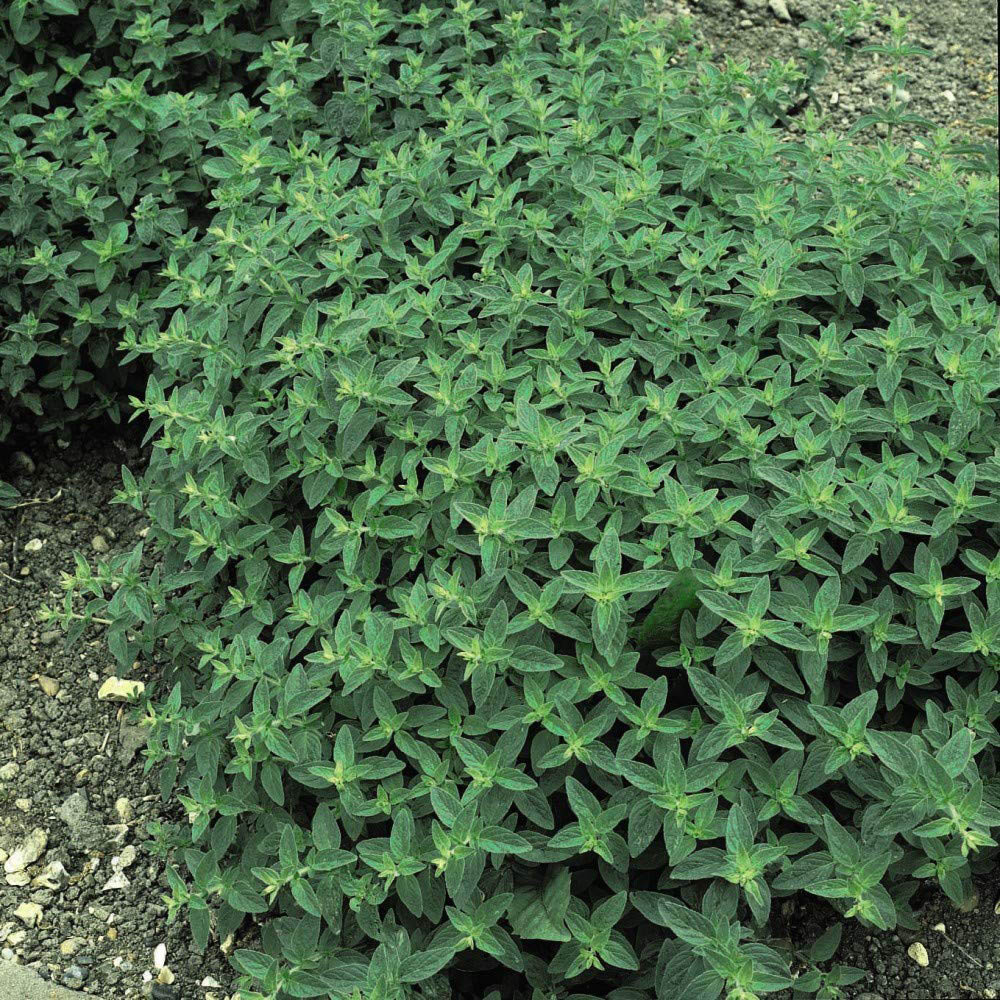 Thompson & Morgan Herb Marjoram Sweet Seeds Image 4