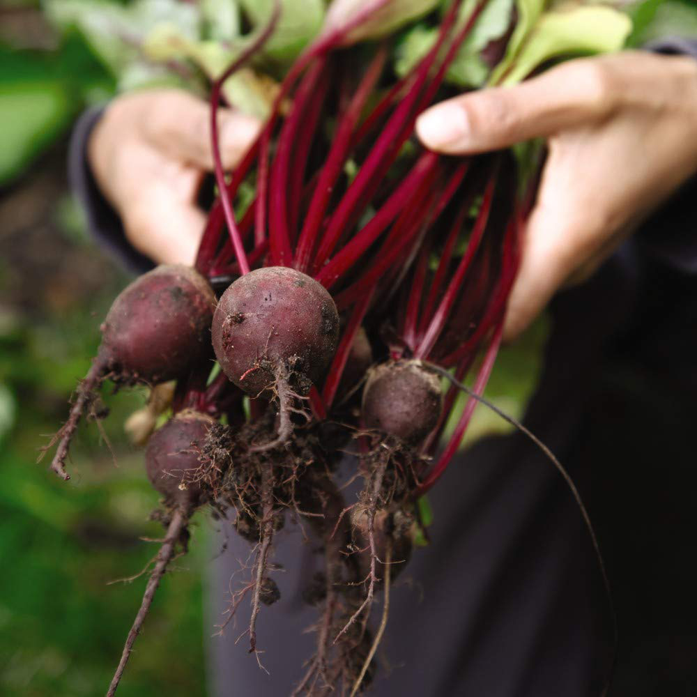 Thompson & Morgan Beetroot Pablo F1 Hybrid Seeds Image 2