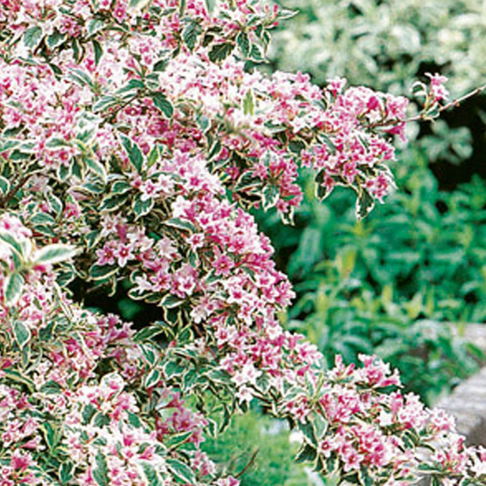 Thompson and Morgan Weigela Florida Variegata Plant Pot 9cm 2 Pack Image 4