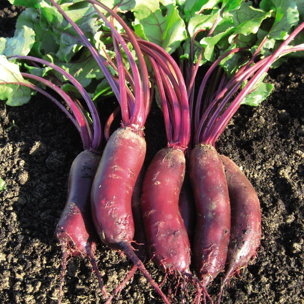 Thompson & Morgan Beetroot Alto F1 Hybrid 250 Seeds Packet Image 1
