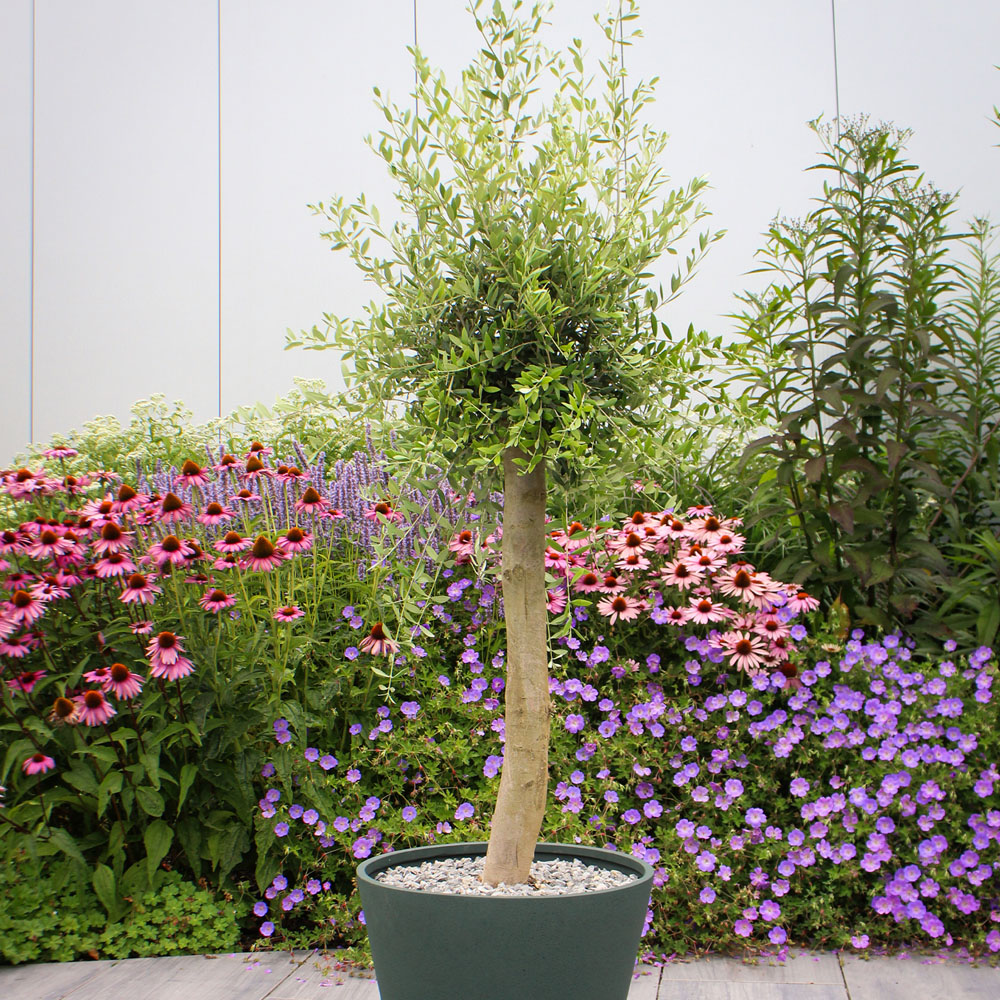 Mediterranean Olive Tree - Green Image 4
