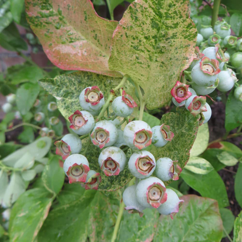 Thompson and Morgan Blueberry Vaccinium Flamingo Plant Pot 9cm 3 Pack Image 2