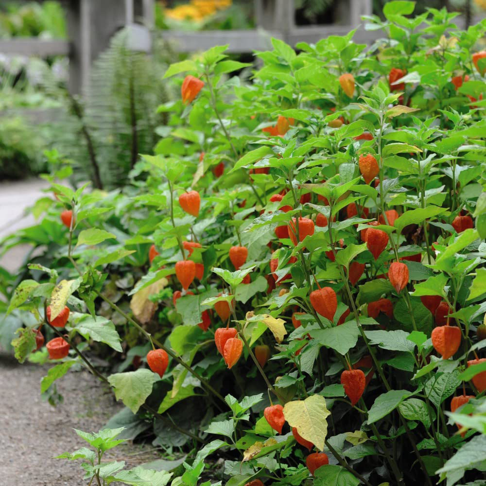 Thompson & Morgan Physalis Chinese Lantern Bare Root 3 Pack Image 3