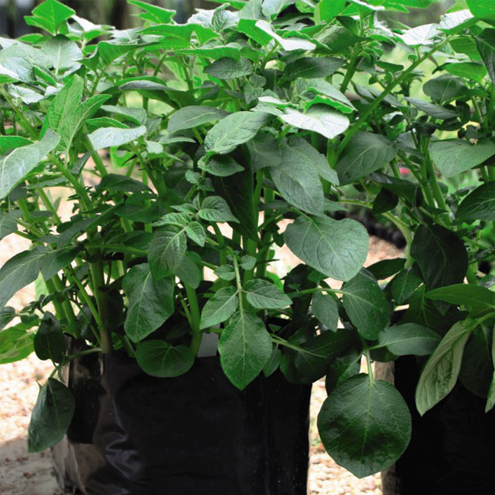 Thompson & Morgan Black and Grey Potato Grow Bag 5 Pack Image