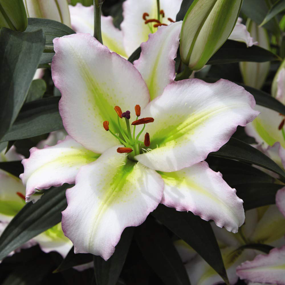 Thompson and Morgan Lily Giant Flowered Collection Planting Bulb 15 Pack Image 4