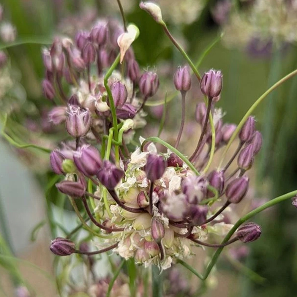 Thompson and Morgan Allium Scorodoprasum Art Planting Bulb 6 Pack Image 1